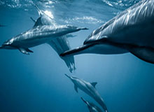 开云kaiyun官方网站-中国足协：伊朗U-23因故退出西安四国邀请赛，越南U-23递补参赛